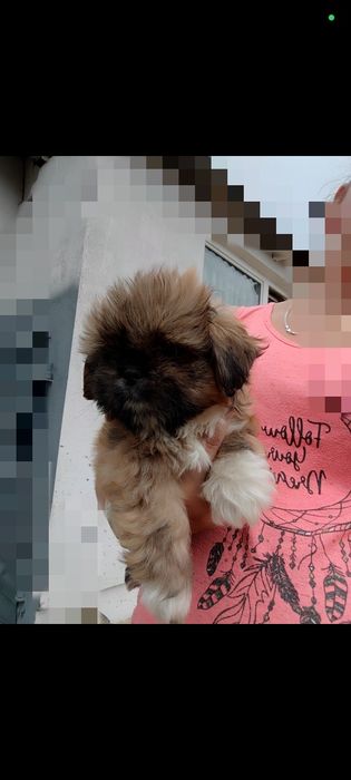 Shih tzu gotowa do odbioru