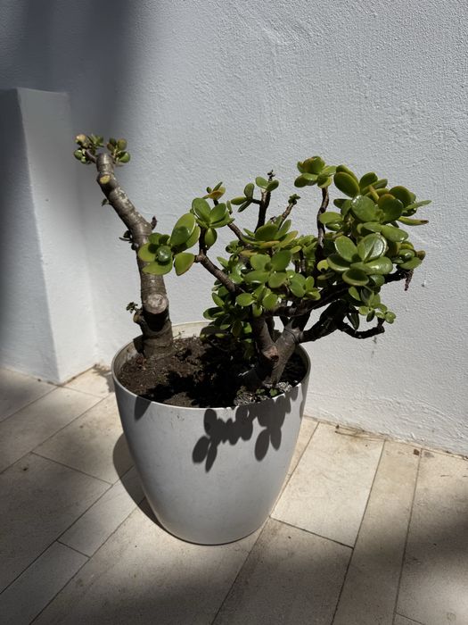 Planta Suculenta Jade - Cacto com Vaso Branco | Interior e Exterior