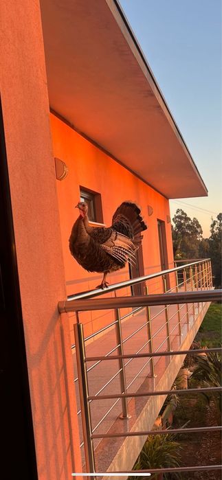 Vendo Perus, 2 femeas e 2 machos.