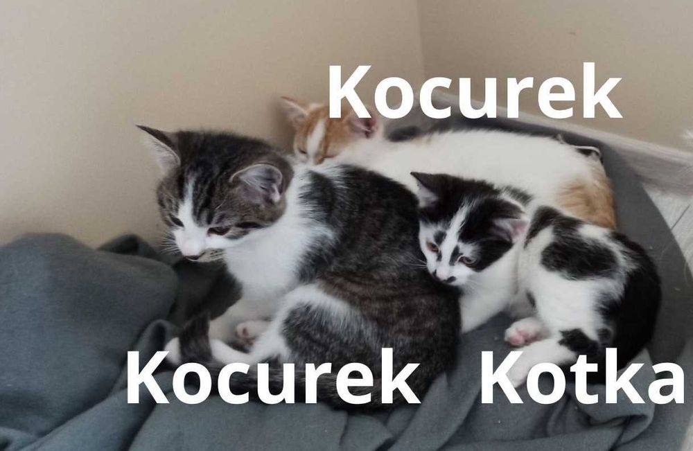 Urocze kocięta szukają kochających domów!