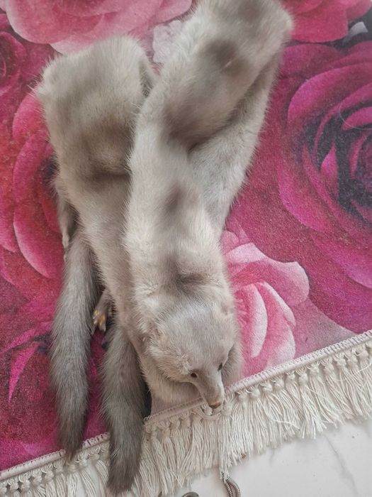 Etola szal srebrna norka futro