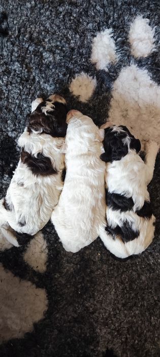 Lagotto romagnolo suczka ZKwP FCI biało brązowa