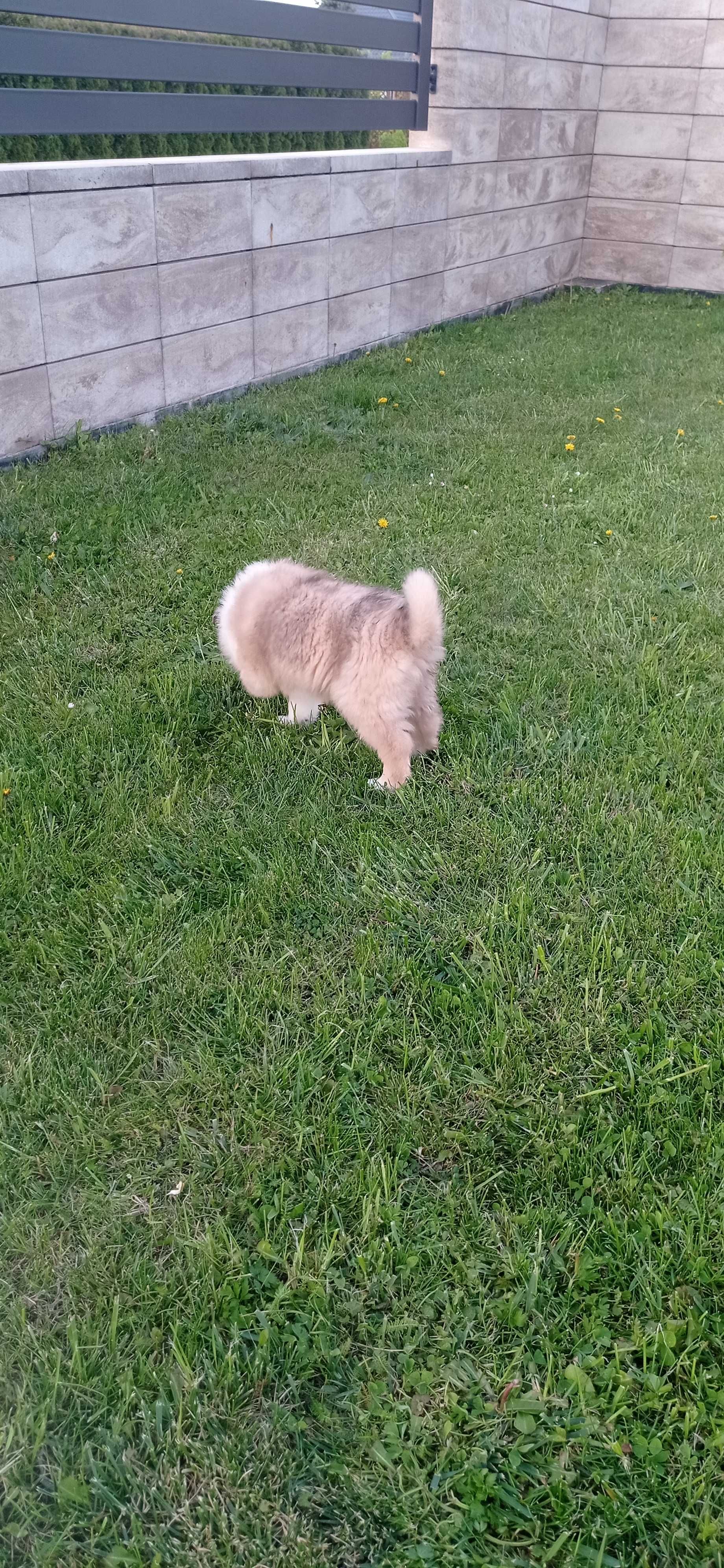 Owczarek szkocki collie piesek