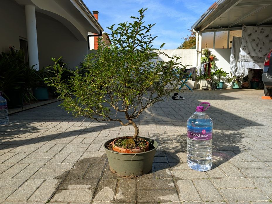 Bonsai Zanthoxyllum piperitum 11 anos