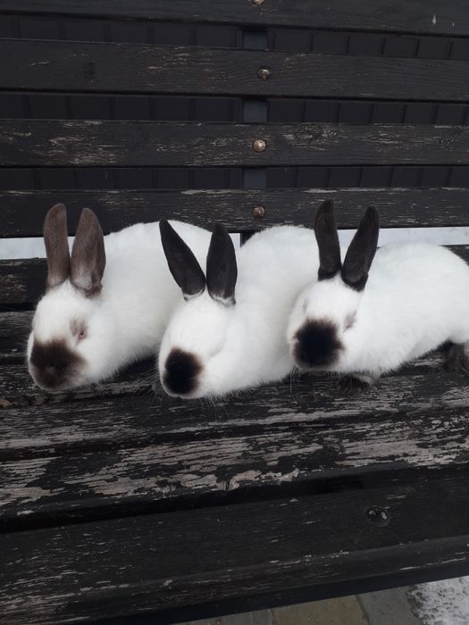 Кролі каліфорнія, самці, самки, молодняк