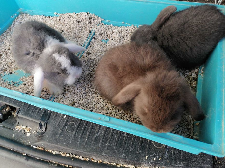 Vendo kit coelhos anões orelhudos