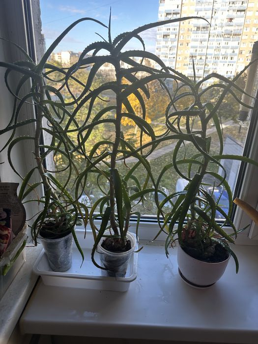 Алое деревоподібне 3+ років