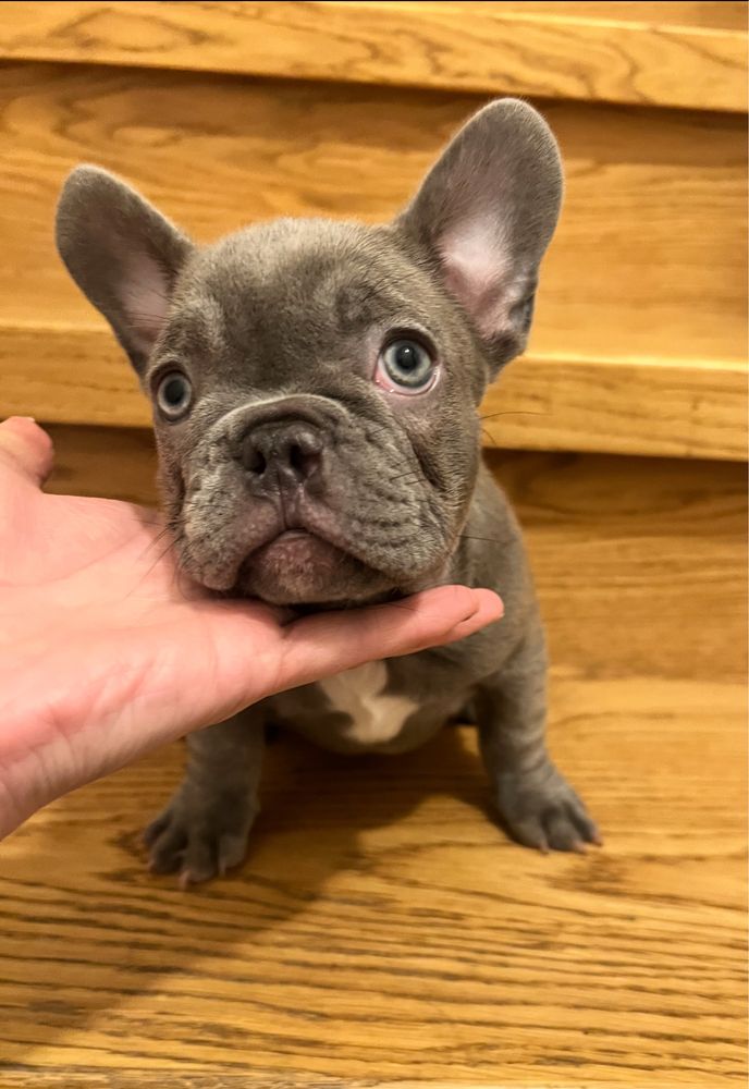 Buldog francuski lilac liliowy lilak nie blue niebieski