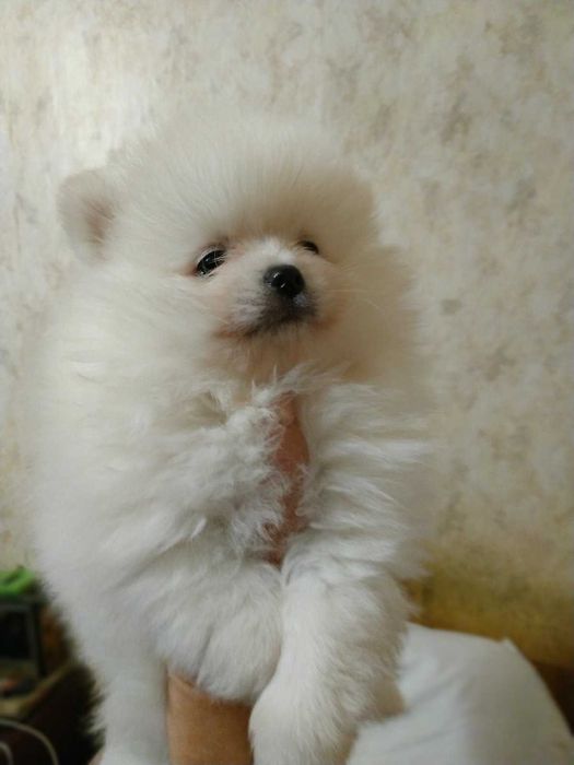 шпиц            померашка хлопчик