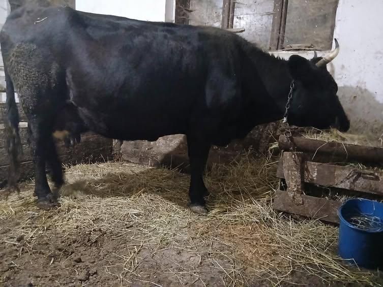 Продається корова циганка