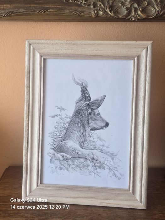 Grafika myśliwska KOZIOŁ Rogacz Sarna Europejska Myłkus. Polowanie.