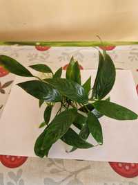 Anubias - wąskie liście, rośliny, roślinki do akwarium.