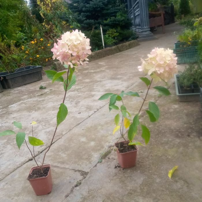 Горьензія вінничкова квіти пірамідальної форми.