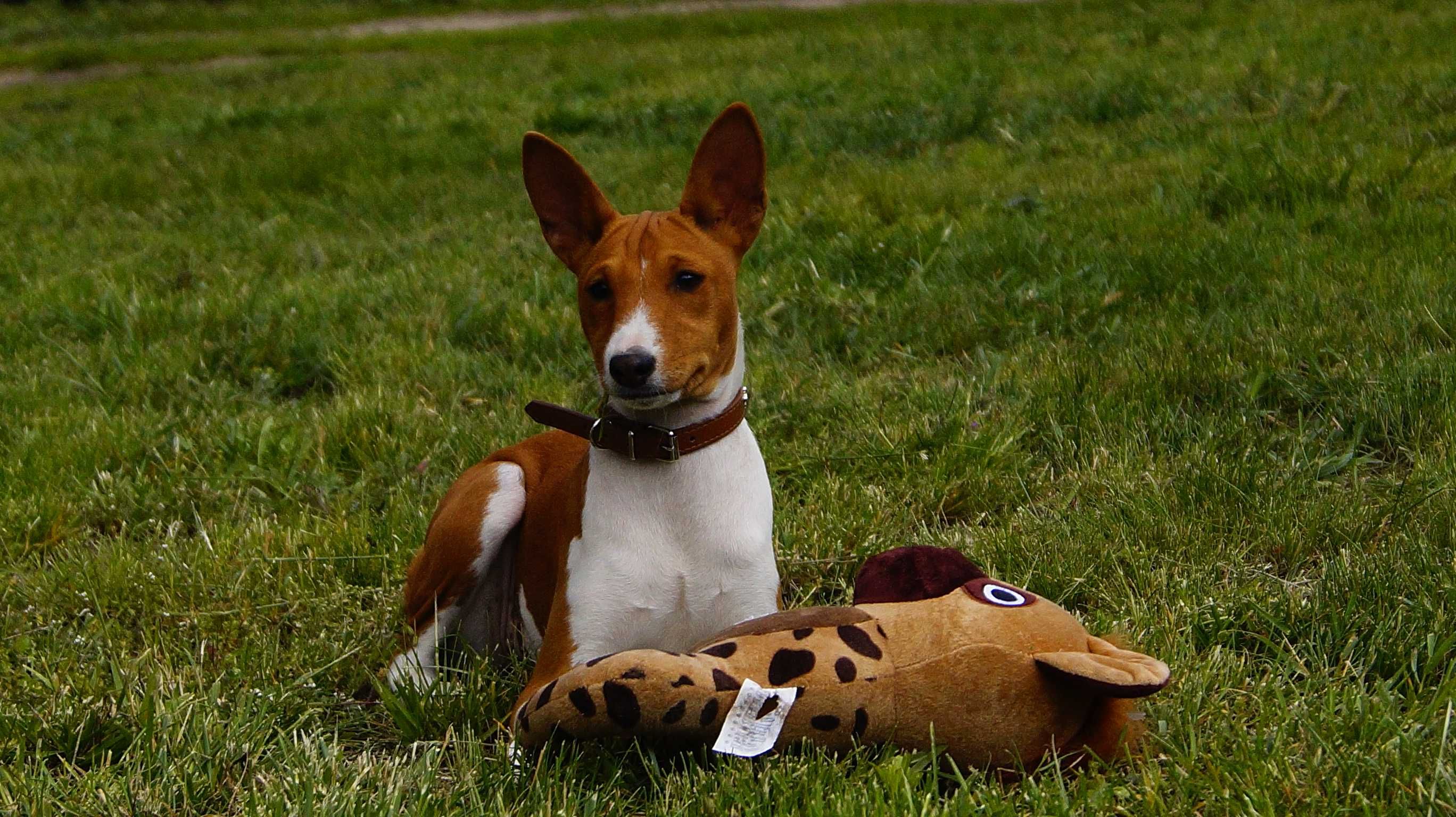 SAWA-Rudo-Biała suczka do odbioru, Basenji ZKwP/FCI