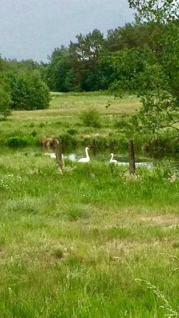 Działka Bukowina - 2,33 ha - Bezpośrednio nad Rzeką Bukowina - Okazja!