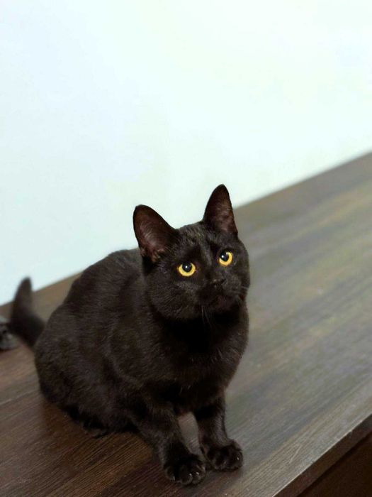 Czarna kotka, 5 mcy do adopcji