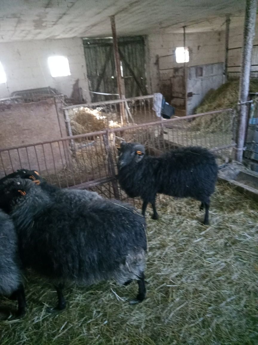 Owce wrzosówki owieczki