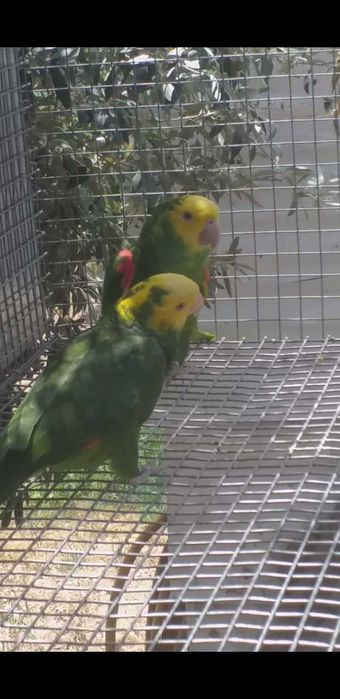 Amazona Oratrix fêmea