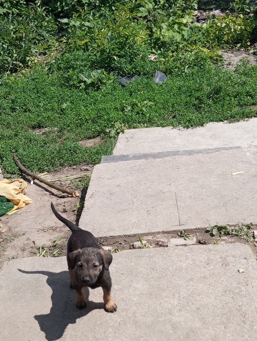 Від дам щенків в добрі руки