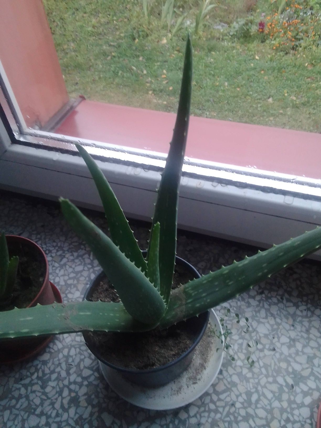 Aloes aloe vera lub drzewiasty