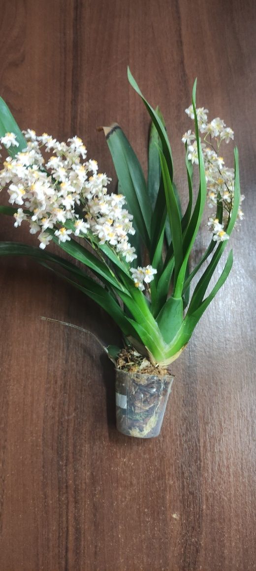 Орхідея Онцидіум/ Oncidium.