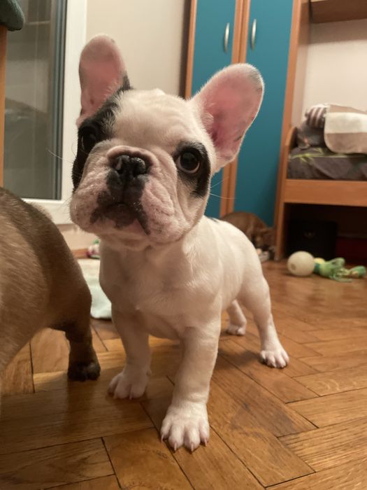 Цуценята французького бульдога!