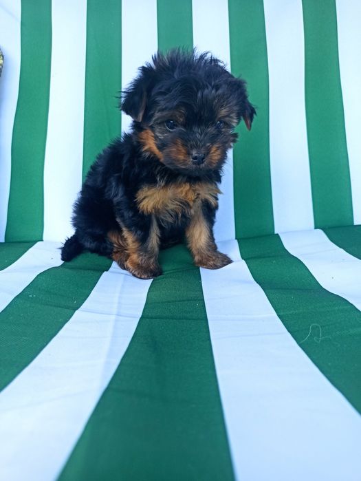 Йорік малюк хлопчик