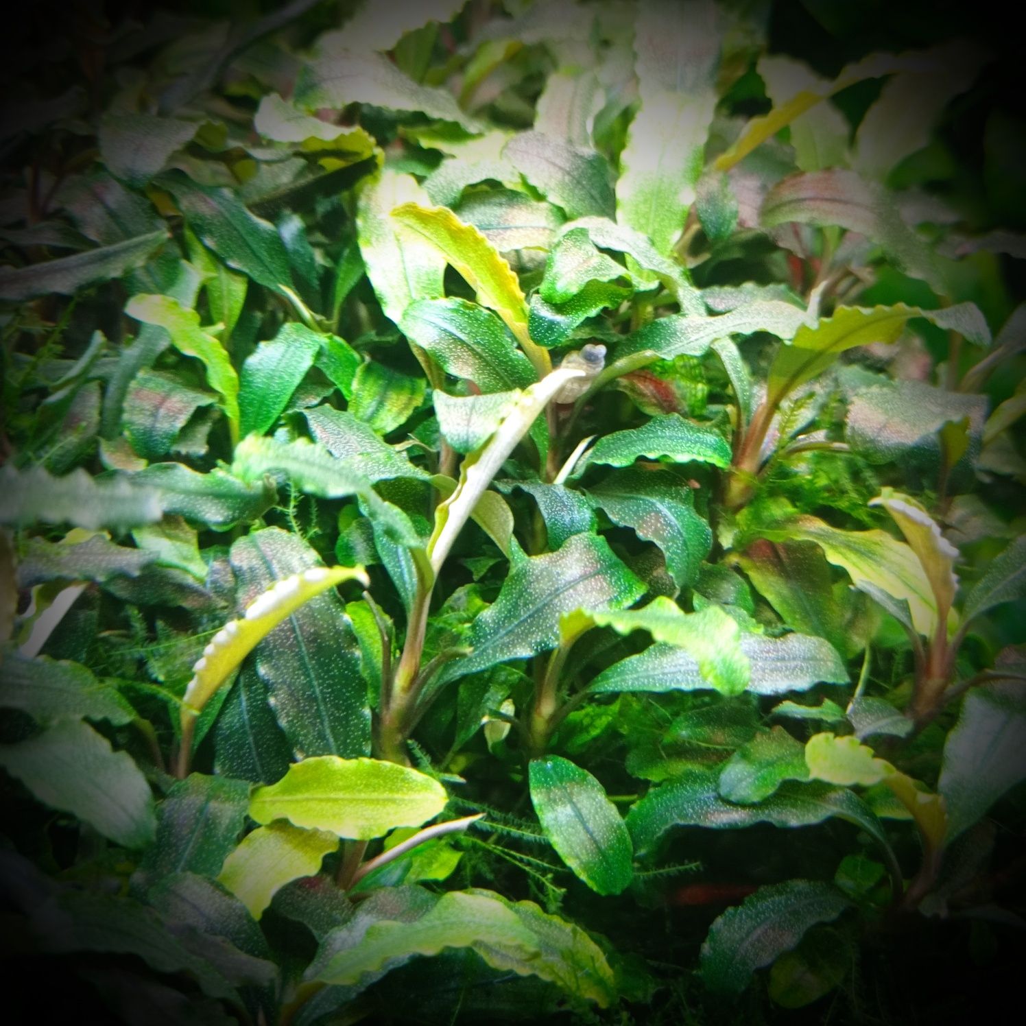 Bucephalandra theia green, akwarium, rośliny akwariowe, akwarystyka
