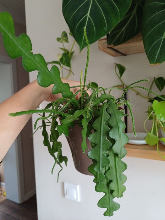 Kaktus zygzak Epiphyllum anguliger