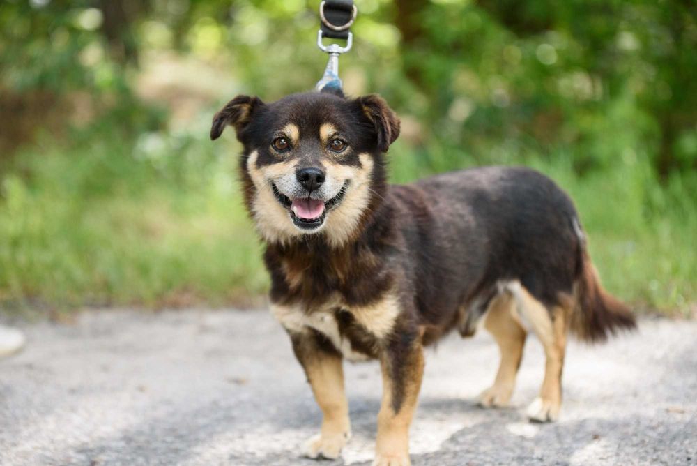 SMILKO - kompaktowy, przytulaśny, słodziutki pycholek