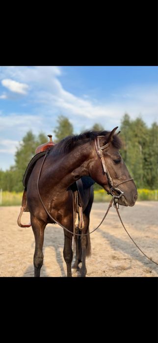 Na sprzedaż – Konik Polski „Lynx”