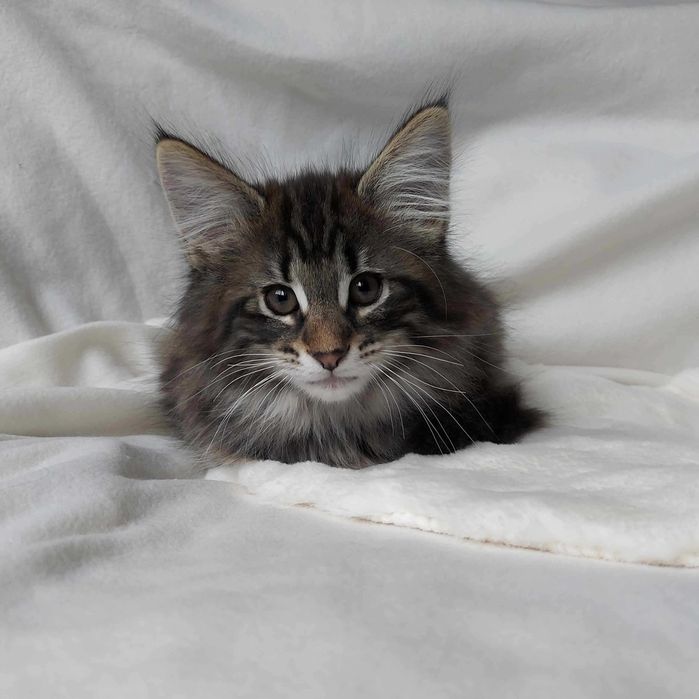 Czarek Leśne Łapy*PL Kot norweski leśny FPL/KKF