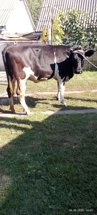 Продам телицю, 3 місяці