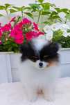 Szpic Miniaturowy/ Pomeranian (suczka)