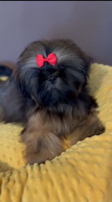 Piesek Loris 5 m-cy shih tzu Zkwp FCI szuka domku