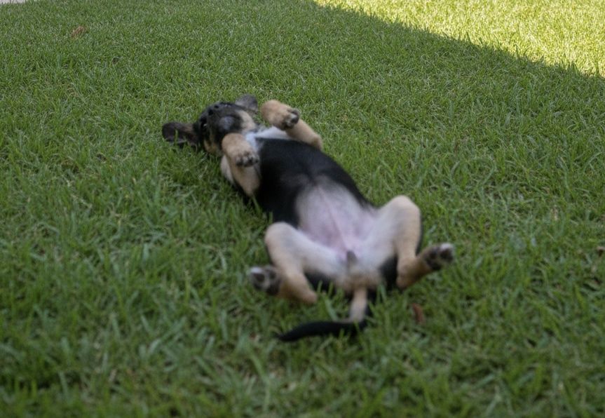 Cadelinha com 6 meses