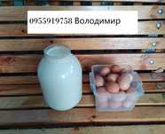 Молоко, курині курячі яйця, сир, сироватка