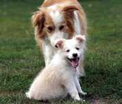 Border Collie eeRed , suczka ZKwP / FCI