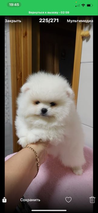 Супер мальчик  белоснежный померанский шпиц
