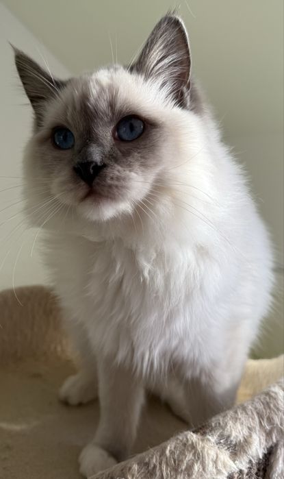 Kocurek Ragdoll blue mitted