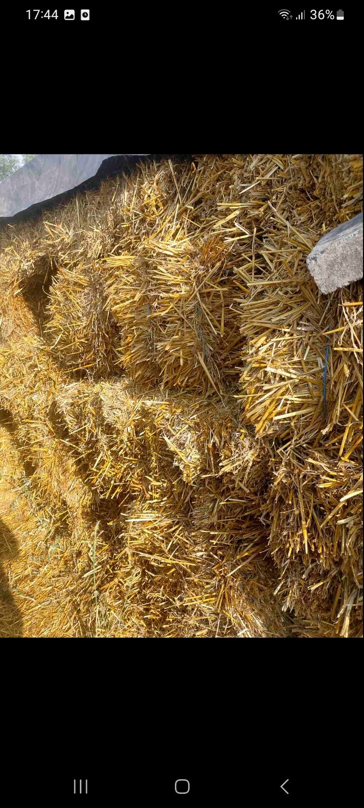 Продам солому ячменную, 50 грн/тюк