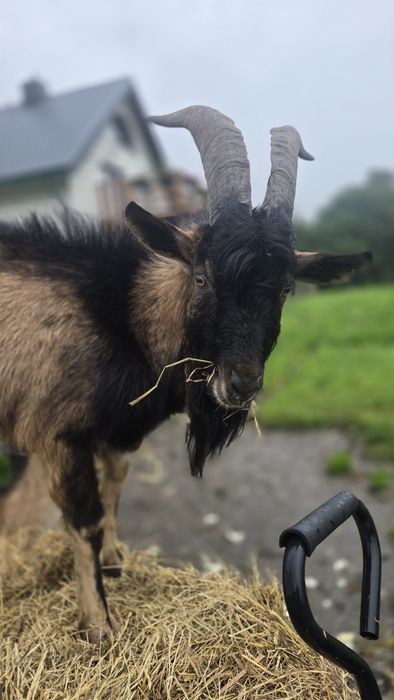 Kozioł alpejski cap