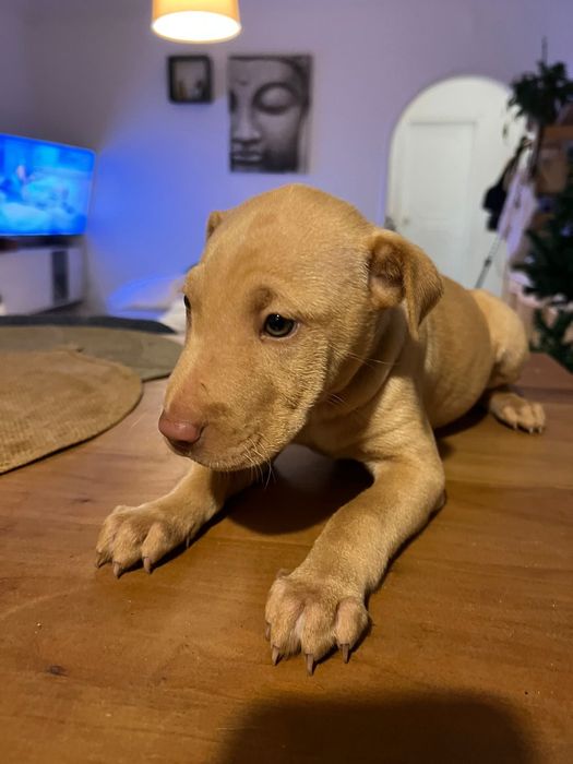 Adoção responsavel