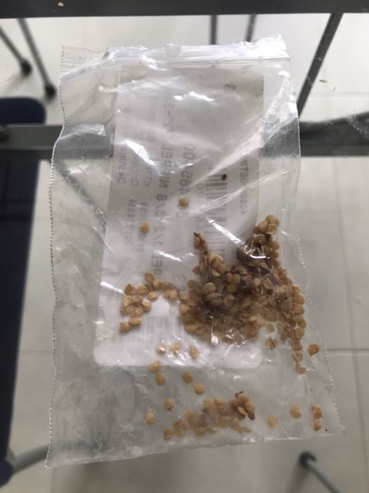 Sementes malagueta (Piri-Piri)-Portes Incl.