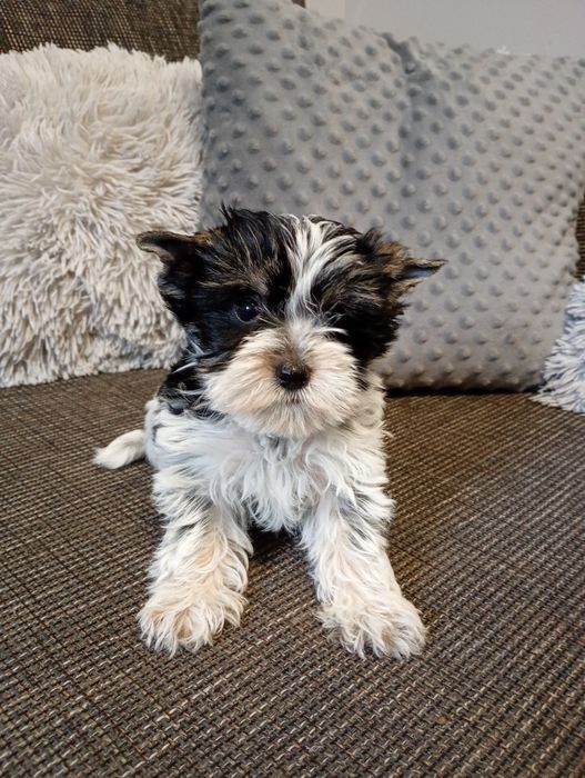 Chłopczyk Yorkshire Terrier biało czarny