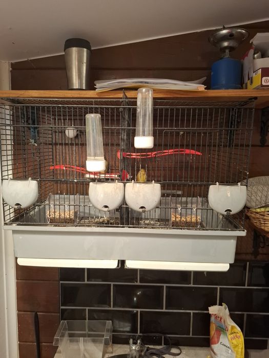 Vendo Casal Canarios e gaiola