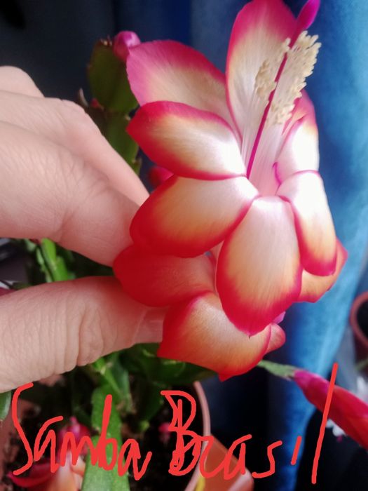 Предлагаю шлюмбергеру