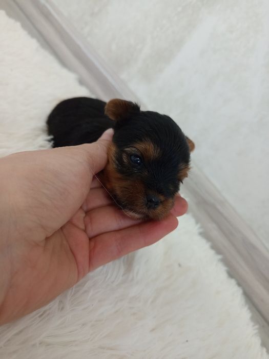 Piękna Abi Yorkshire terrier