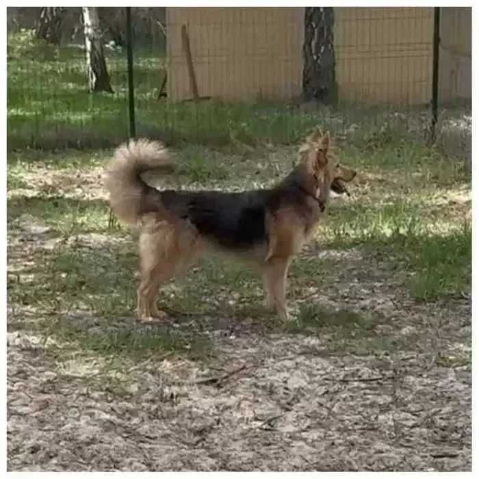 Красивая молодая собака Ириска