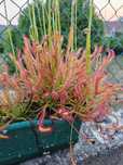 Plantas carnívoras